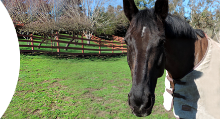 Tucked into the gentle rolling hills of Sebastapol, Sorella Ranch offers horse boarding to Western Sonoma County.