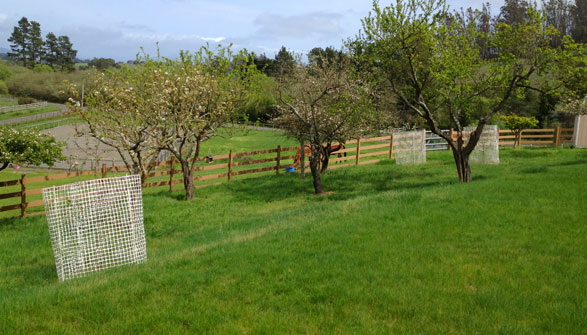 Plenty of apple trees to keep your horse happy!